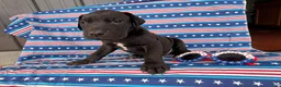 Great Dane dogs for sale: Pam Great Dane  - Ad 2