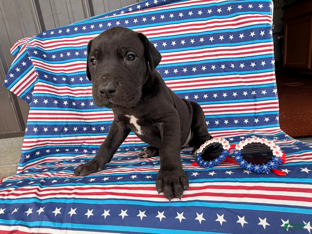 Great Dane dogs for sale: Pam Great Dane  - Ad 2