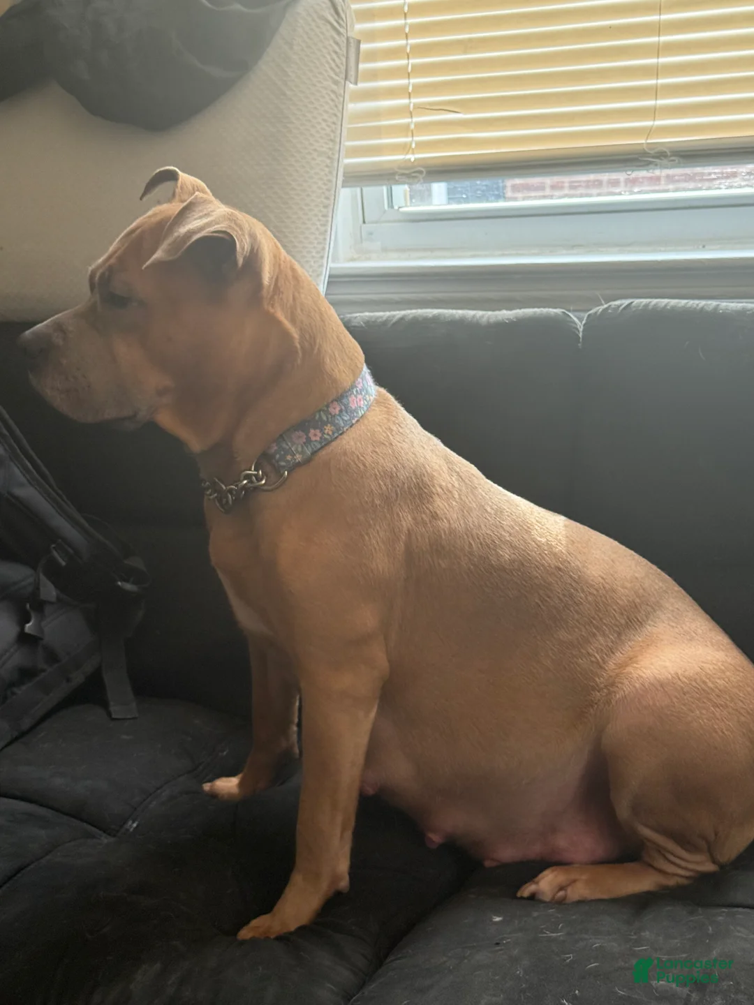 Mixed Breed dogs for sale: Mixed Breed Puppy 2 - Ad 5