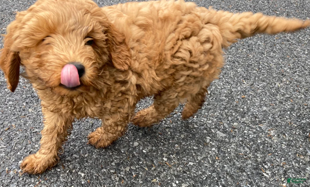 Labradoodle dogs for sale: Maverick - Ad 4