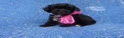 Shorkie dogs for sale: Cocoa - Ad 1