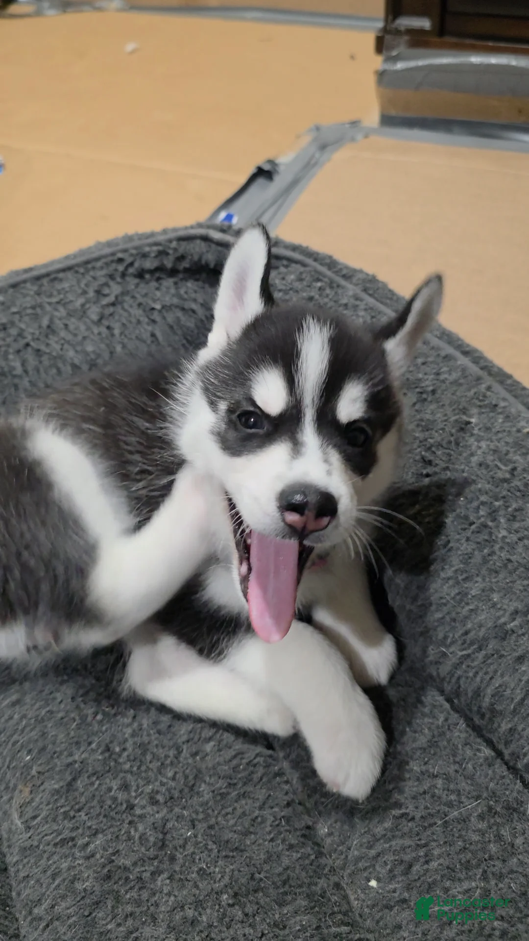 Siberian Husky dogs for sale: Siberian Husky Puppy 2 - Ad 1