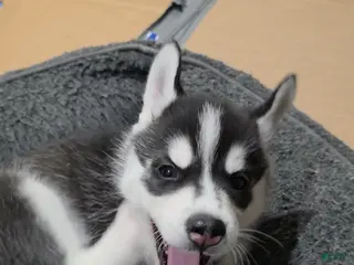 Siberian Husky dogs Siberian Husky Puppy 2 - Ad 26