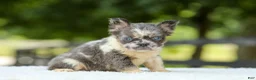 French Bulldog dogs for sale: Laura - Ad 2