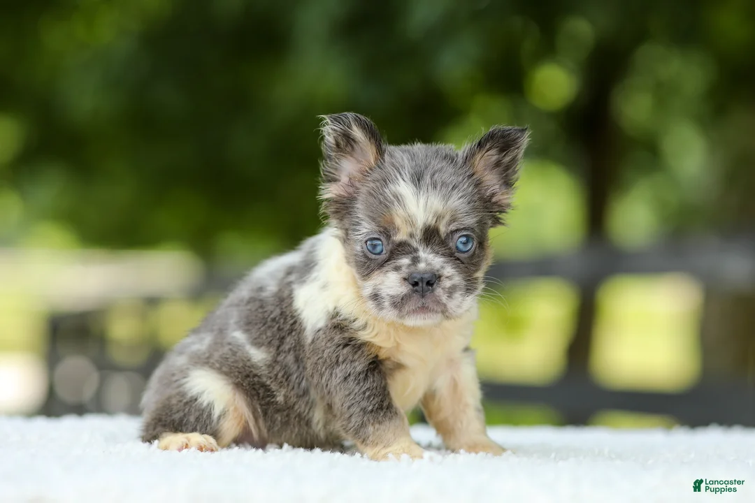 French Bulldog dogs for sale: Laura - Ad 2