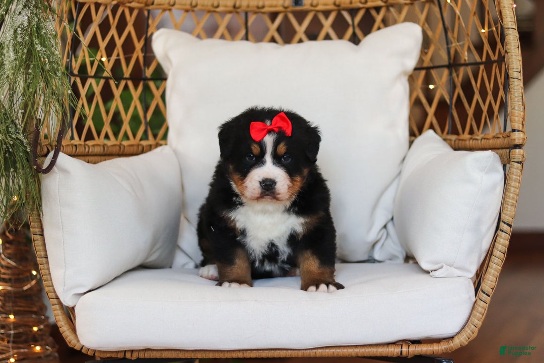 Bernese Mountain Dog dogs for sale: Princess Star - Ad 18