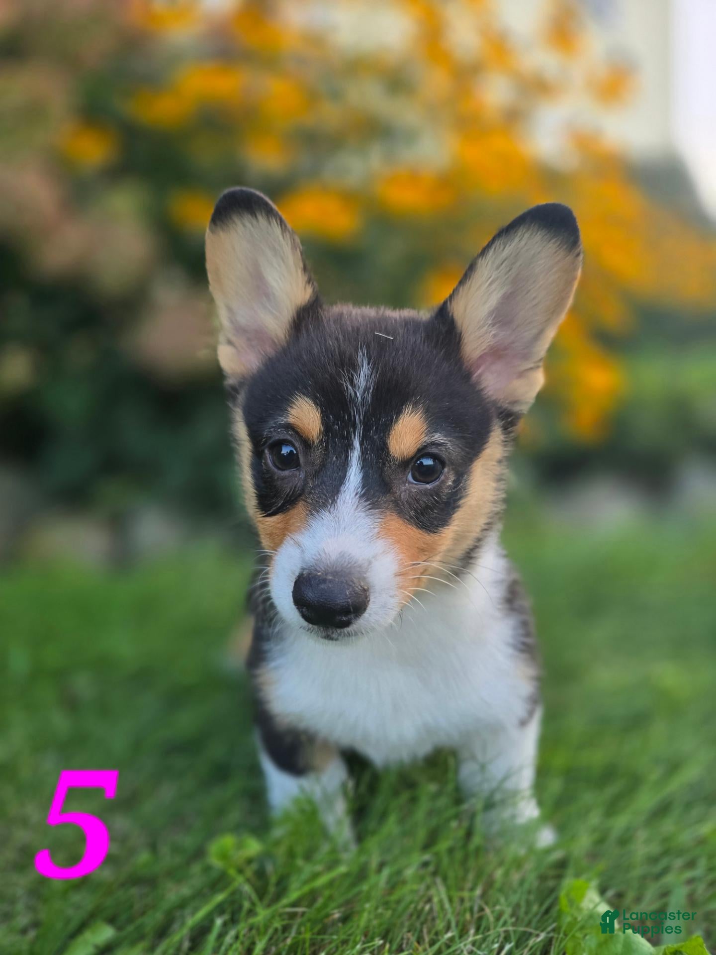 American Corgi dogs for sale: American Corgi 5 - Ad 3