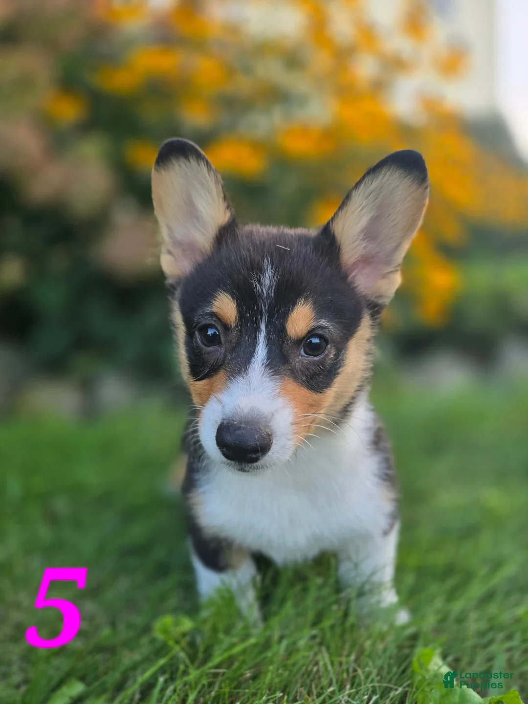 American Corgi dogs for sale: American Corgi 5 - Ad 1