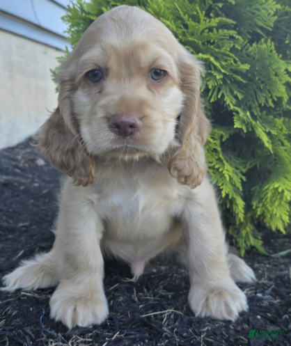 Cocker Spaniel dogs Bruce - Ad 1