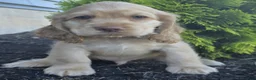 Cocker Spaniel dogs for sale: Bruce - Ad 1