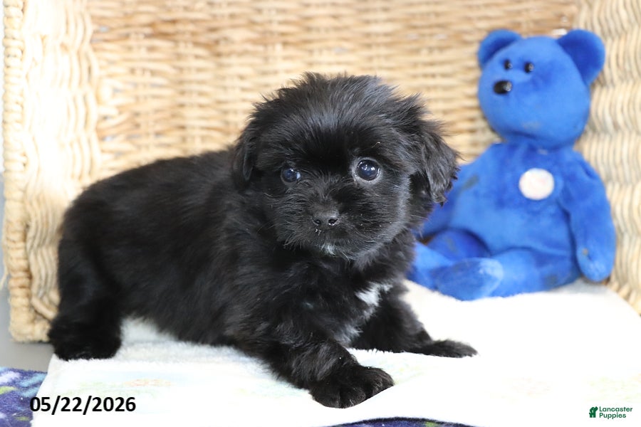 Shorkie dogs Tippy - Ad 2