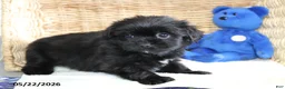 Shorkie dogs for sale: Tippy - Ad 2