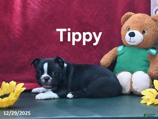 Boston Terrier dogs Tippy - Ad 7