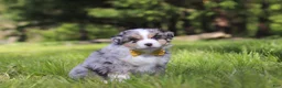 Australian Shepherd dogs for sale: Chase - Ad 3