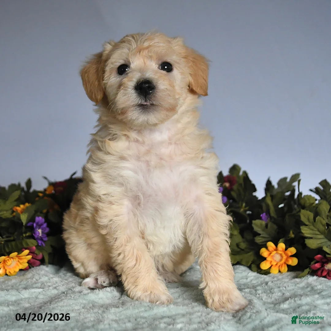 Mixed Breed dogs for sale: Pip  - Ad 3