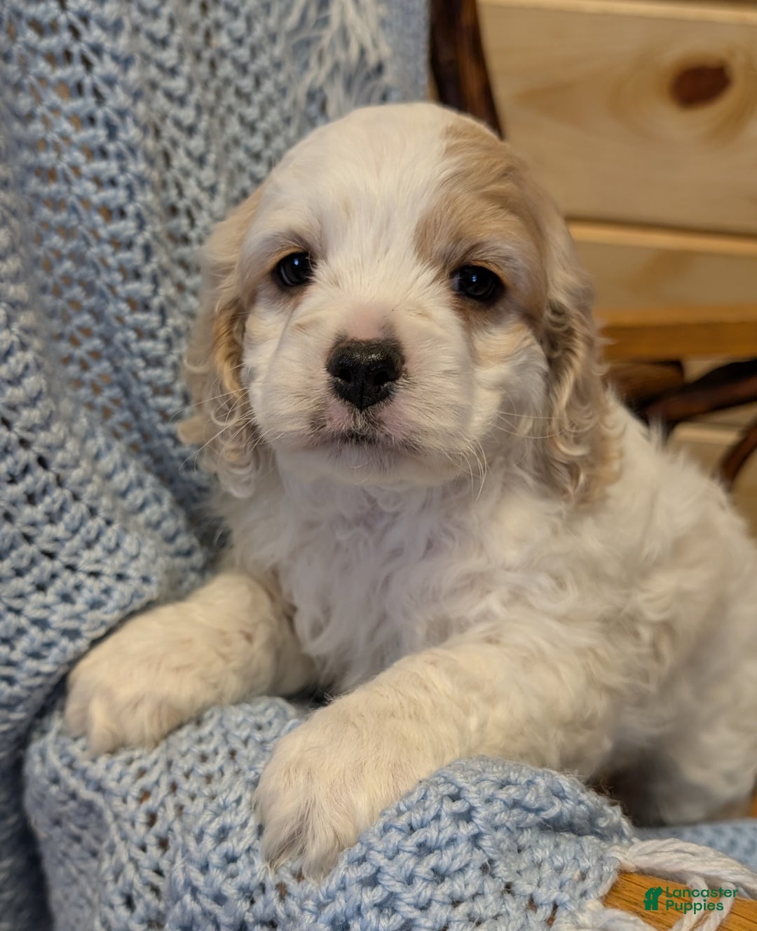 Cockapoo dogs for sale: Patch - Ad 1