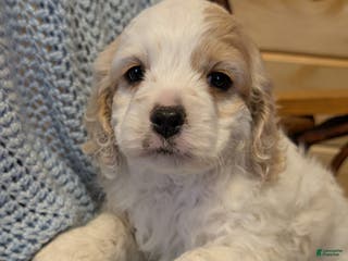 Cockapoo dogs Patch - Ad 40