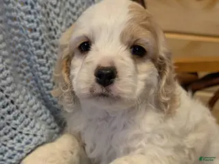 Cockapoo dogs Patch - Ad 34