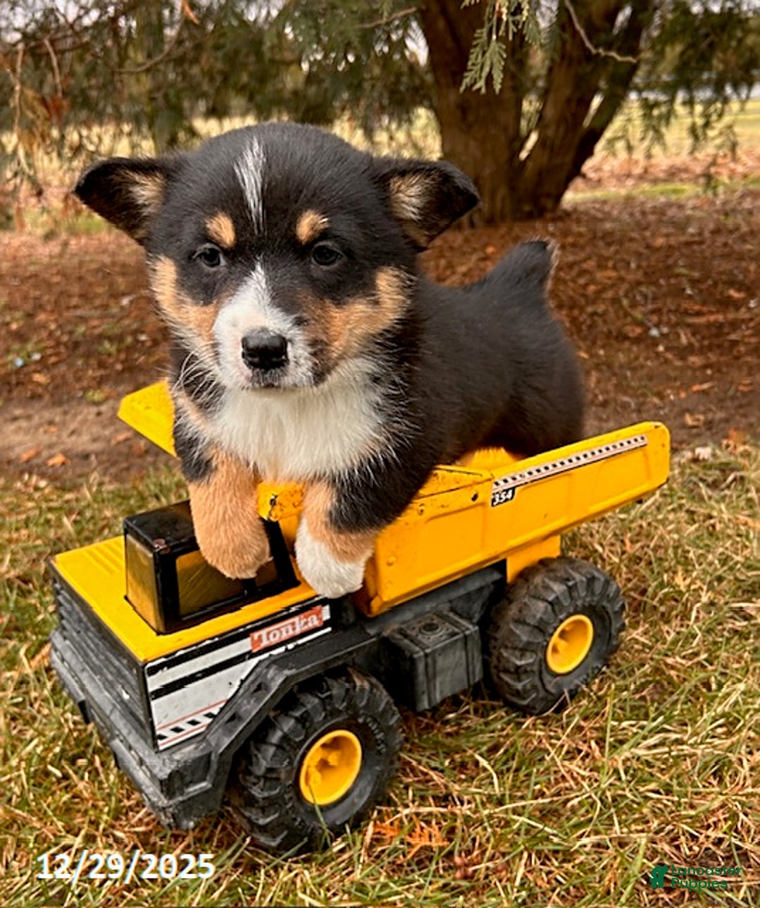 Welsh Corgi Pembroke dogs for sale: Charlie - Ad 1