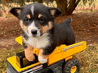 Welsh Corgi Pembroke dogs Charlie - Ad 42