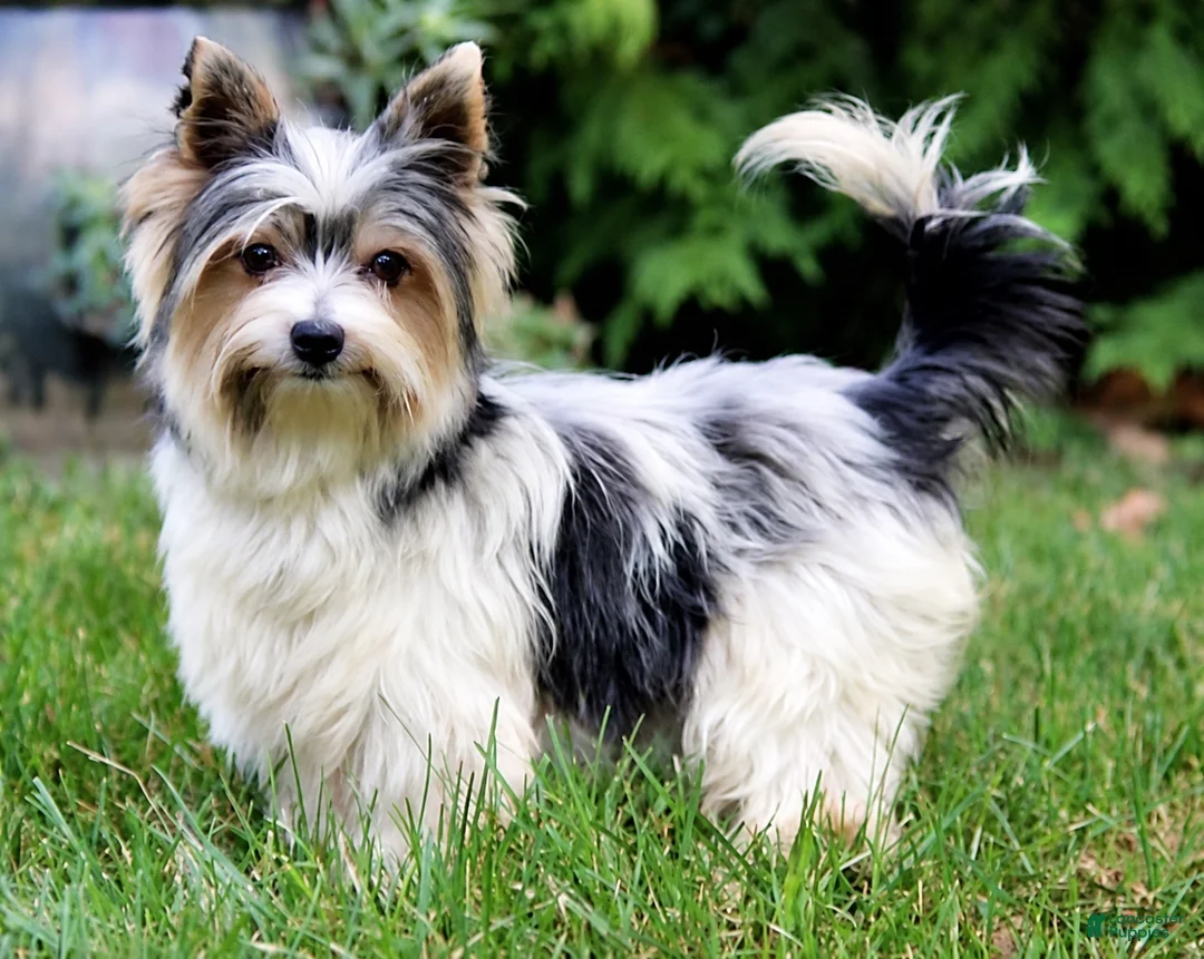 Yorkshire Terrier dogs for sale: Mickey - Ad 8