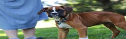 Boxer dogs for sale: Annie - Ad 7