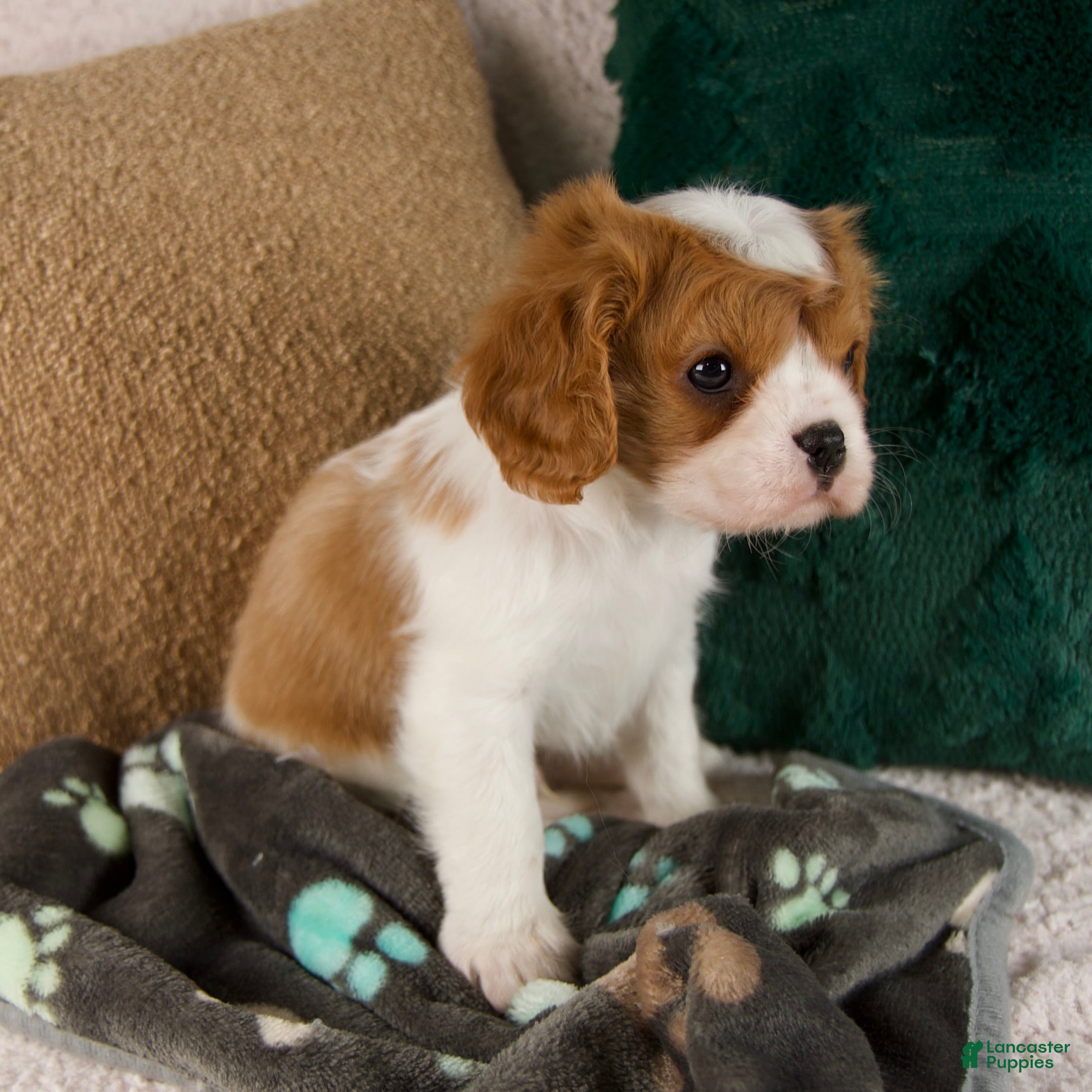 Cavalier King Charles Spaniel dogs Archie - Ad 2
