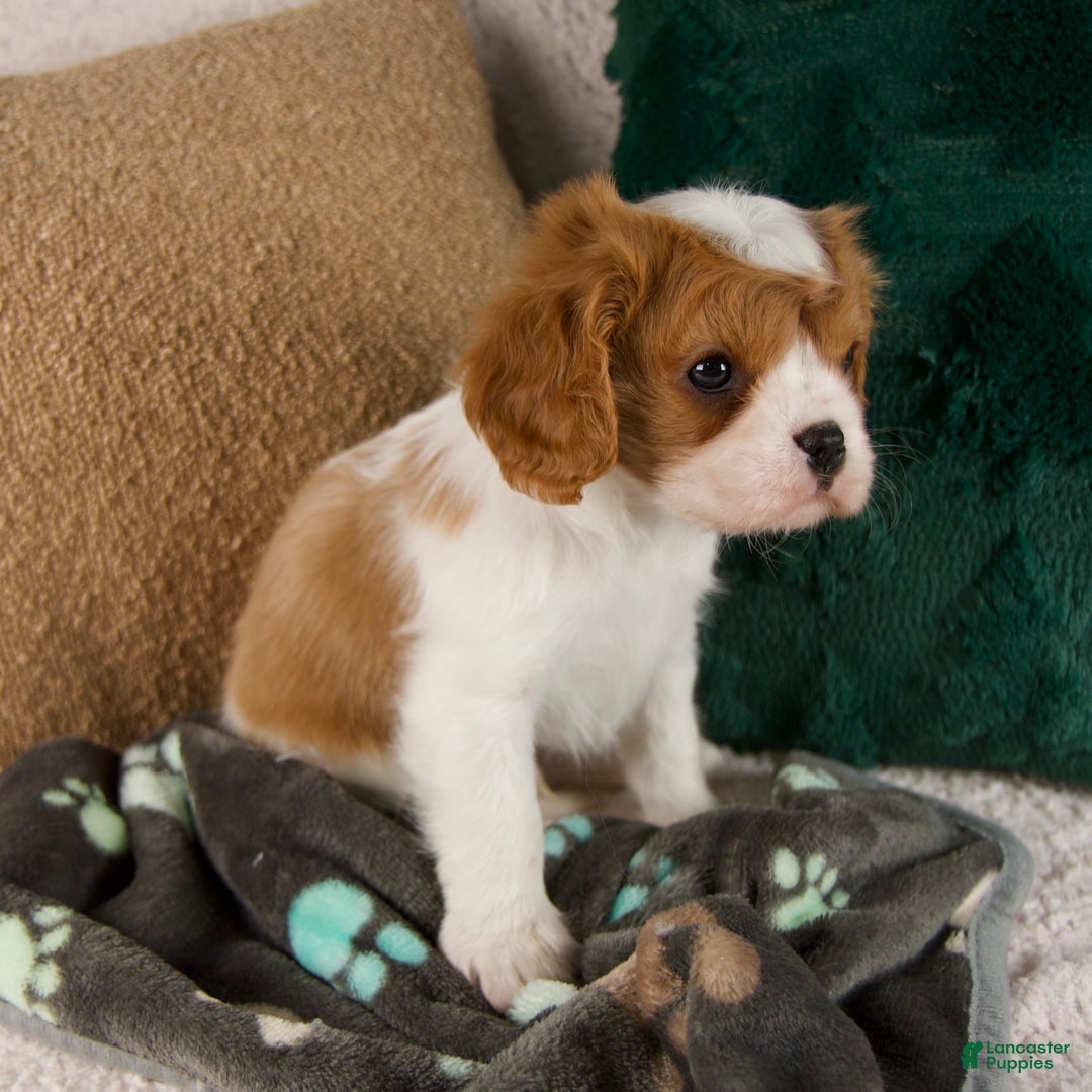Cavalier King Charles Spaniel dogs for sale: Archie - Ad 2