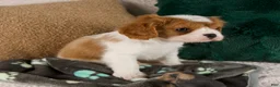 Cavalier King Charles Spaniel dogs for sale: Archie - Ad 2