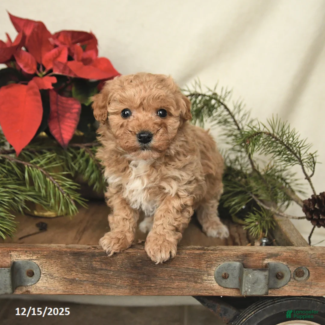 Sheltiedoodle dogs for sale: Raine - Ad 3