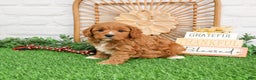 Cavapoo dogs for sale: Gideon  - Ad 1