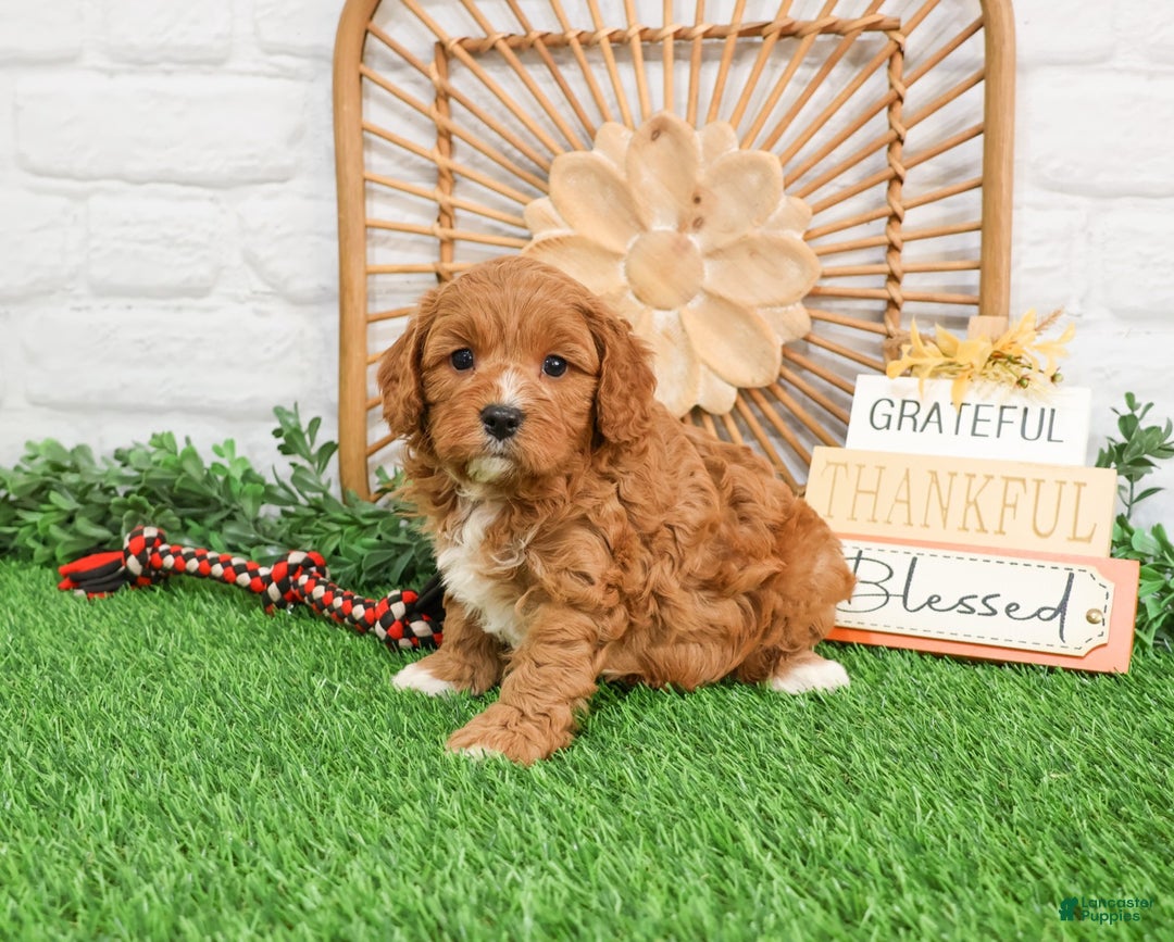 Cavapoo dogs for sale: Gideon  - Ad 1