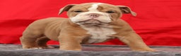 English Bulldog dogs for sale: Sam - Ad 3