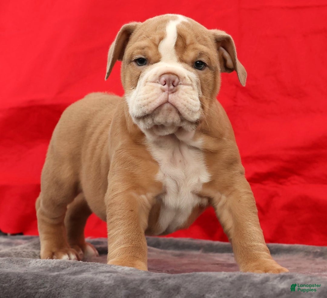 English Bulldog dogs for sale: Sam - Ad 3