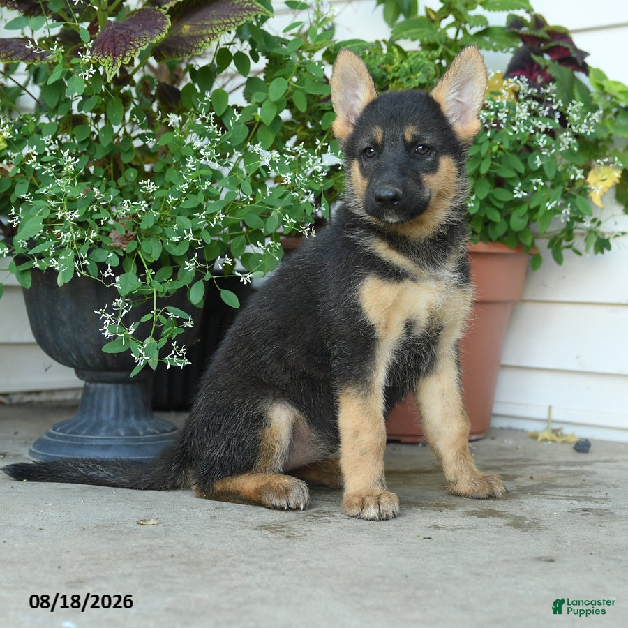 Gerberian Shepsky dogs Tilly - Ad 2