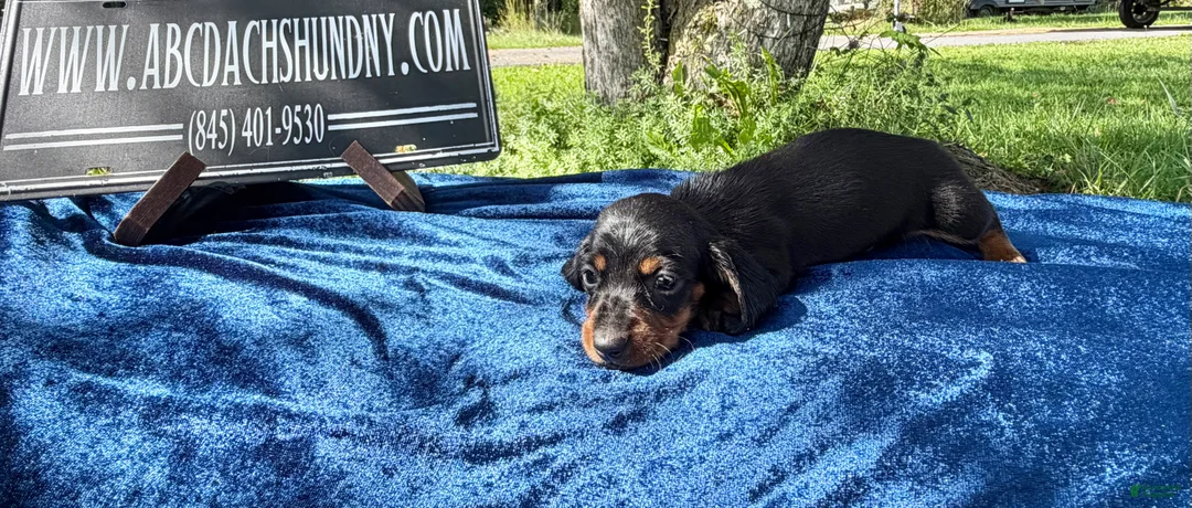 Miniature Dachshund dogs for sale: Russian Smooth’s black and tan - Ad 1