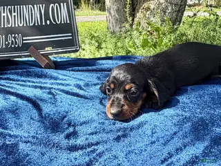Miniature Dachshund dogs Russian Smooth’s black and tan - Ad 34