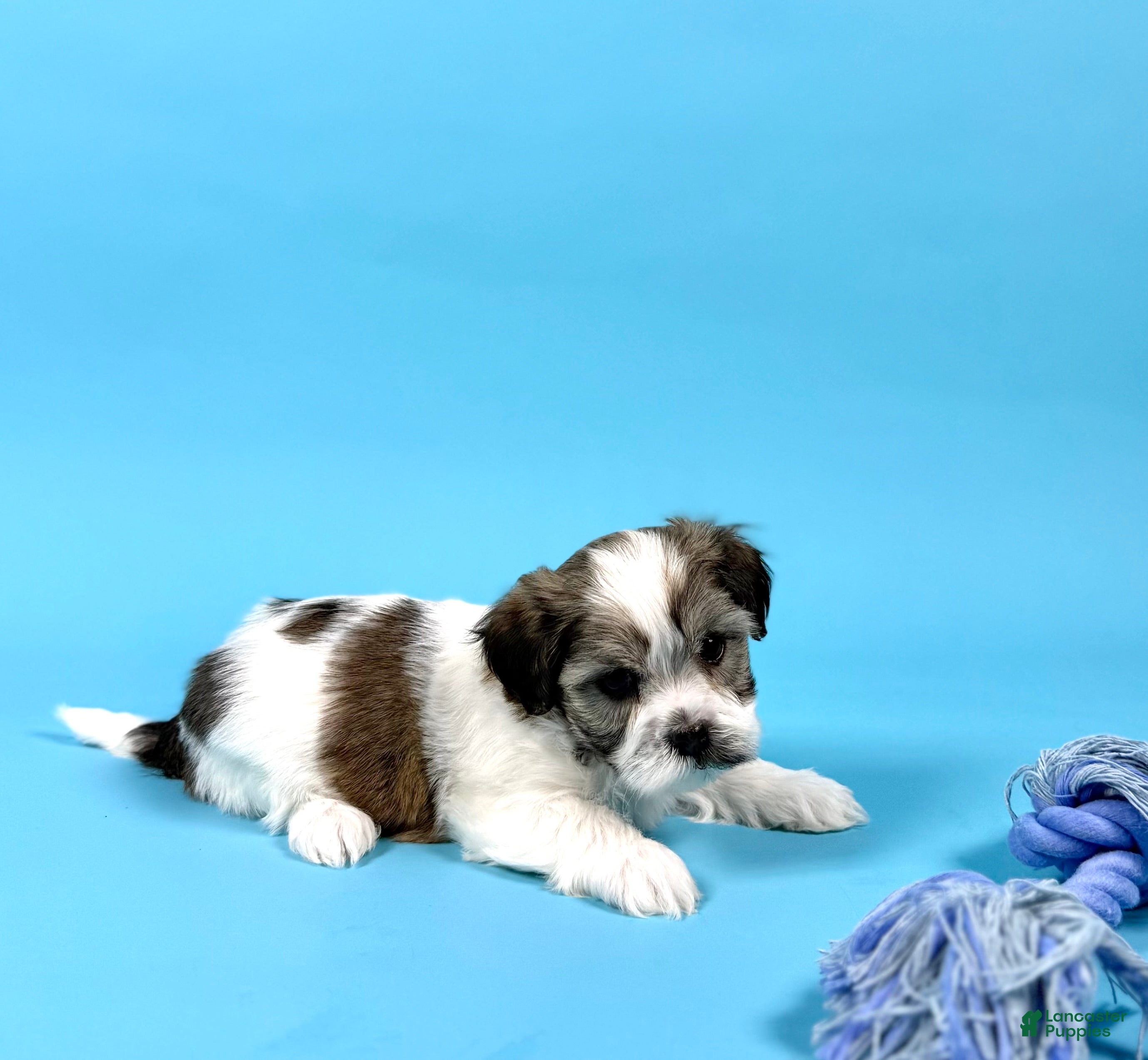 Havanese dogs WATSON - Ad 1