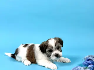 Havanese dogs for sale: WATSON - Ad 4
