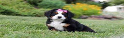 Bernese Mountain Dog dogs for sale: Heidi - Ad 6