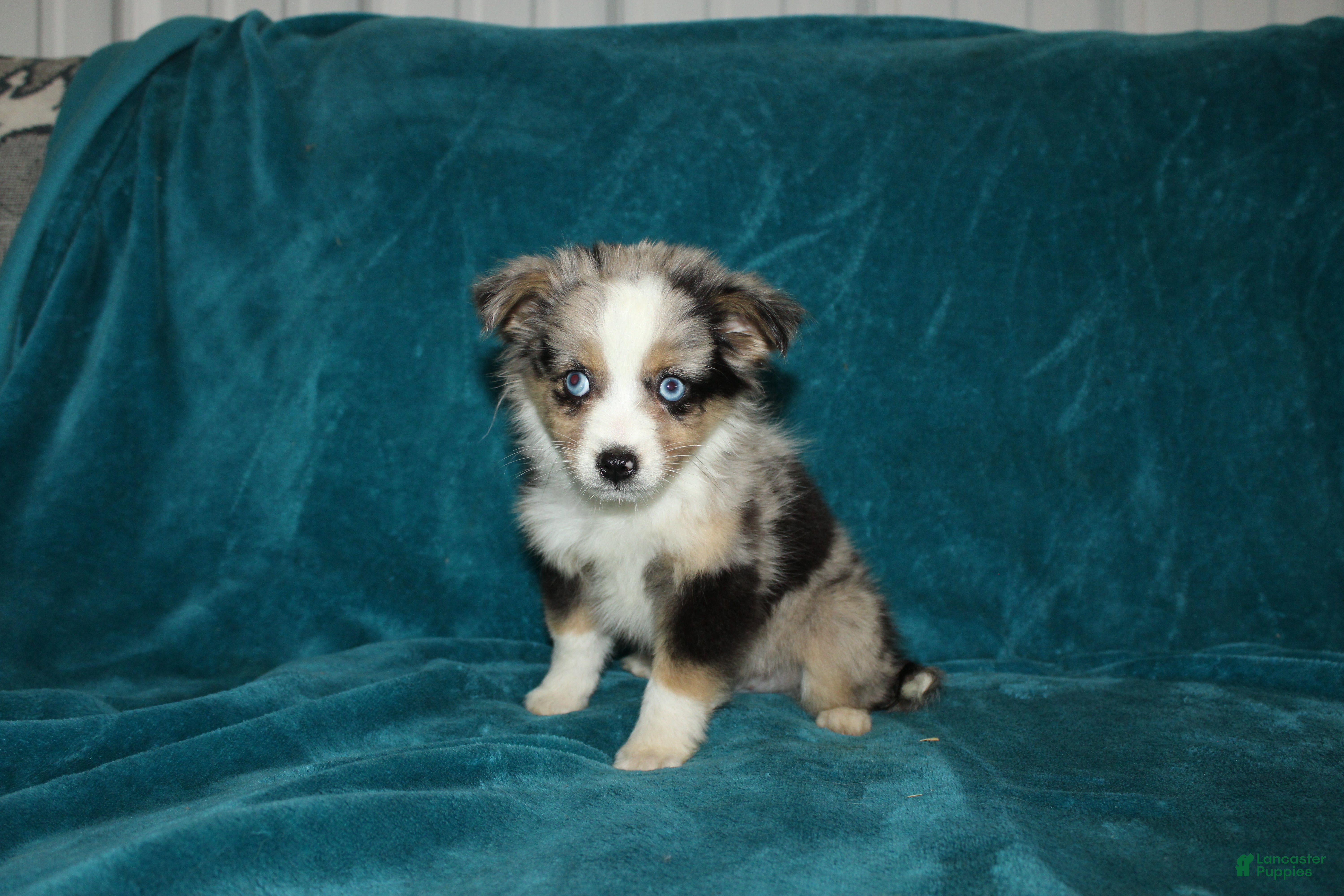 Miniature Australian Shepherd dogs for sale: Smokey - Ad 2