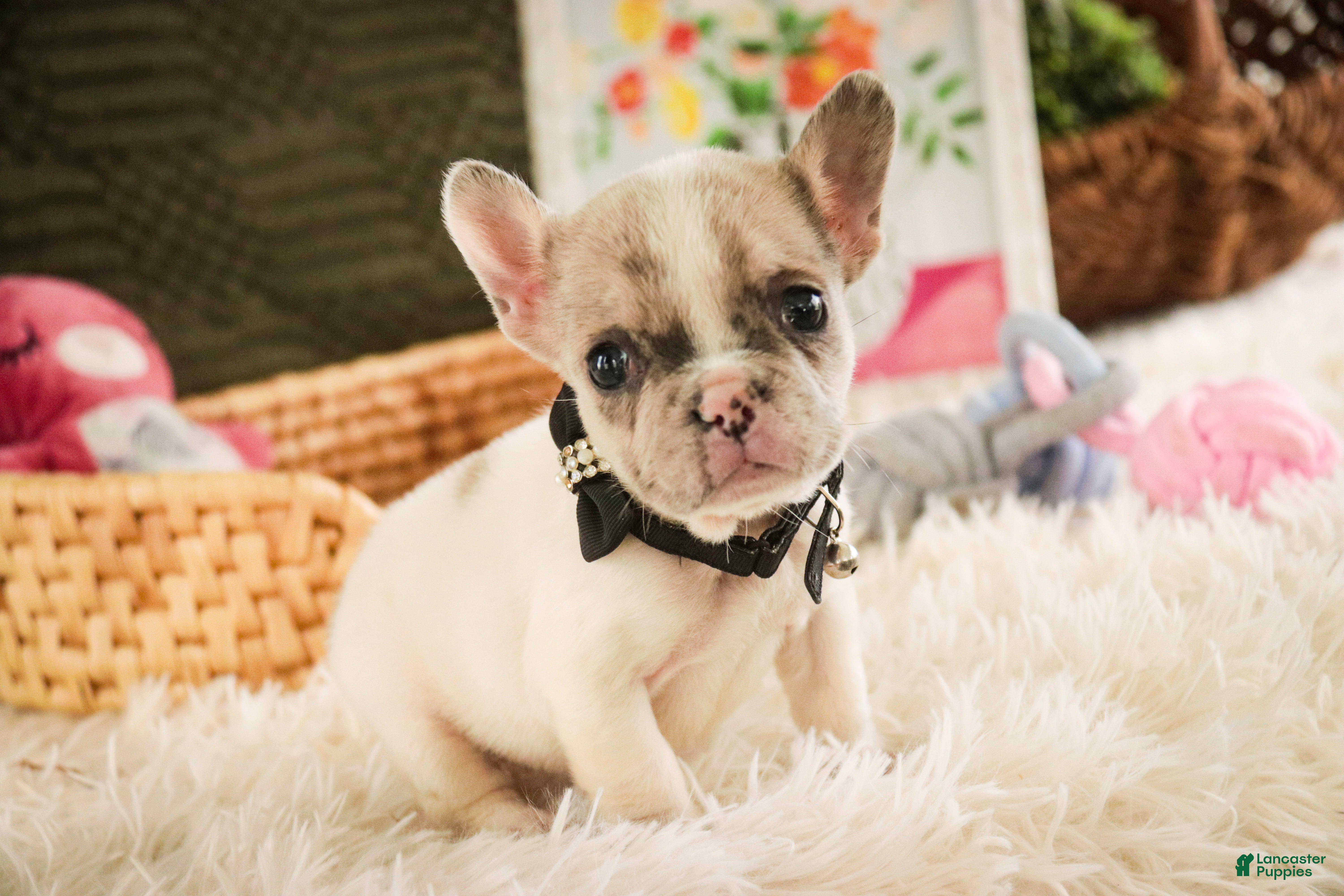 French Bulldog dogs Juliet - Ad 1
