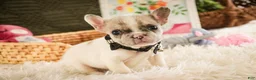 French Bulldog dogs for sale: Juliet - Ad 1