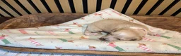 Miniature Dachshund dogs for sale: Aspen - Ad 6