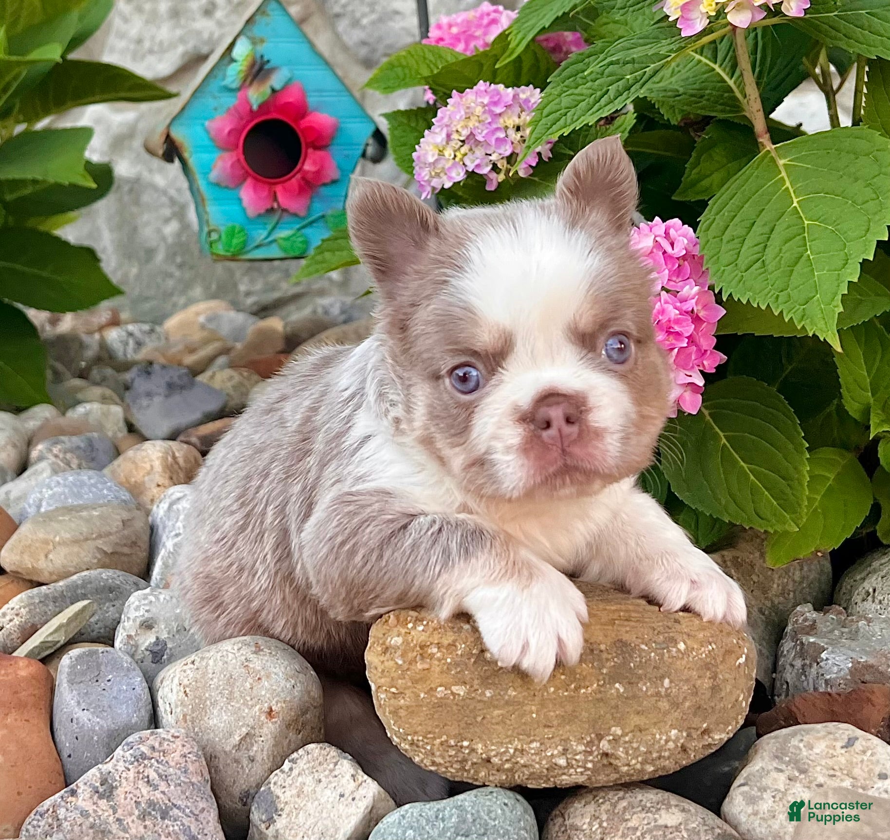 French Bulldog dogs Master - Ad 2