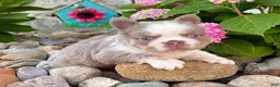 French Bulldog dogs for sale: Master - Ad 2
