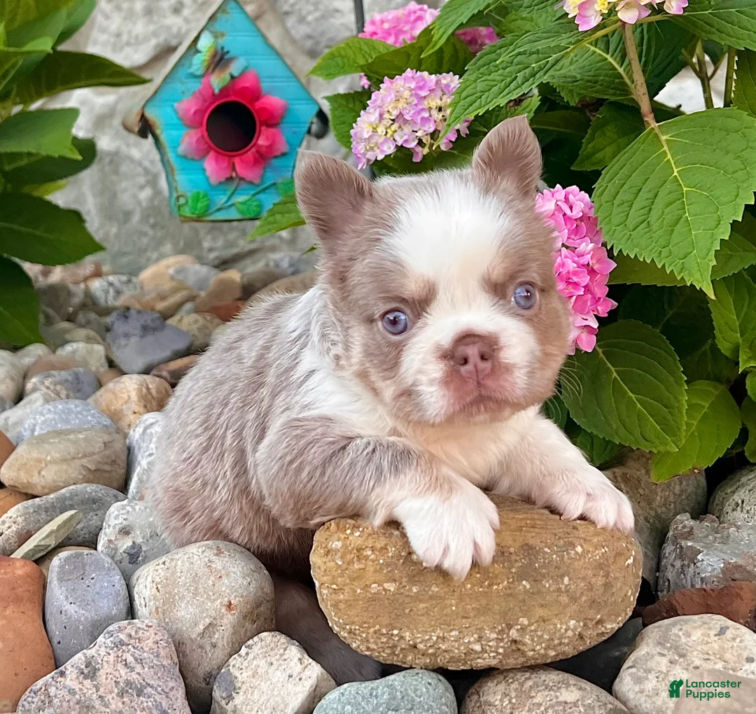 French Bulldog dogs for sale: Master - Ad 2