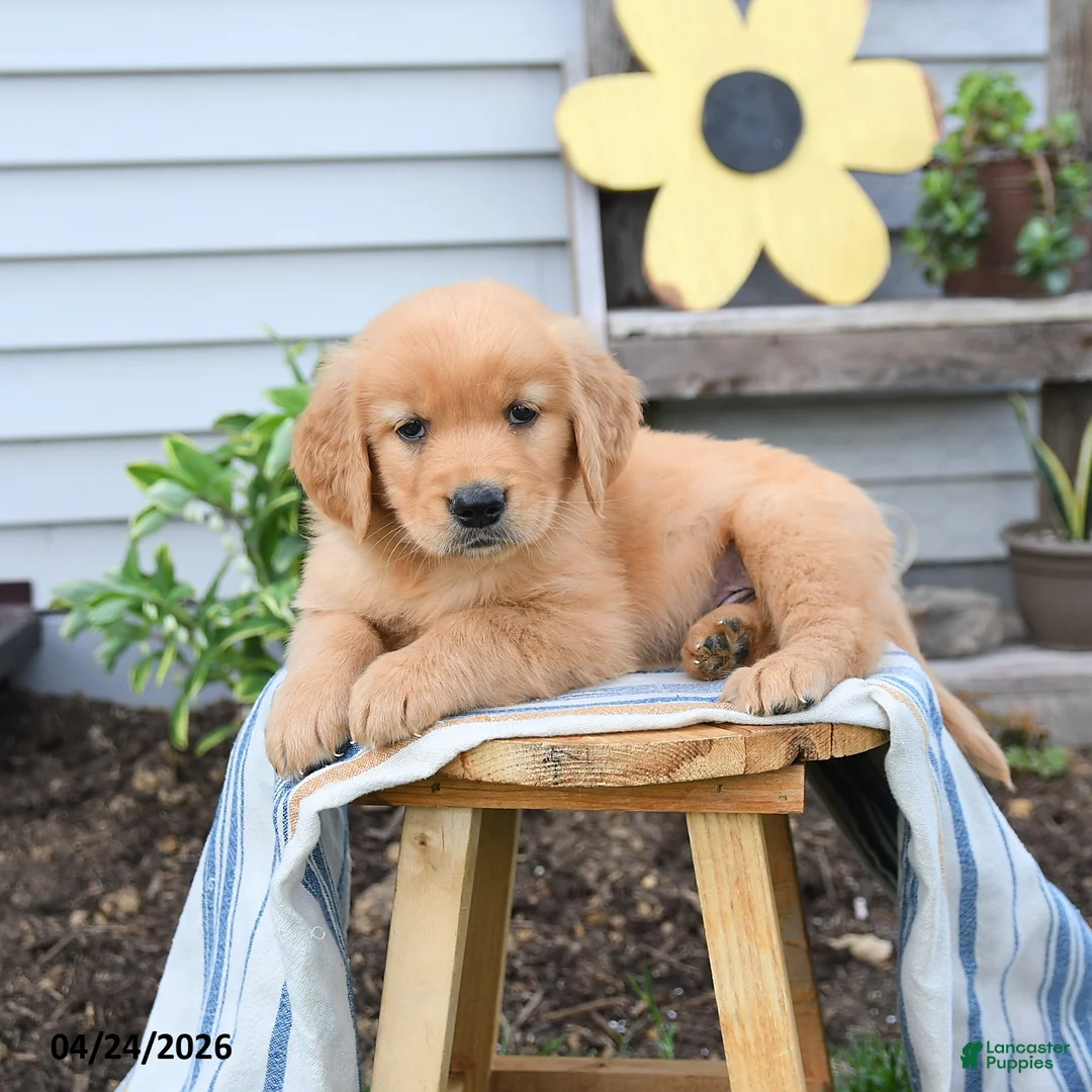Golden Retriever dogs for sale: Sammy - Ad 3