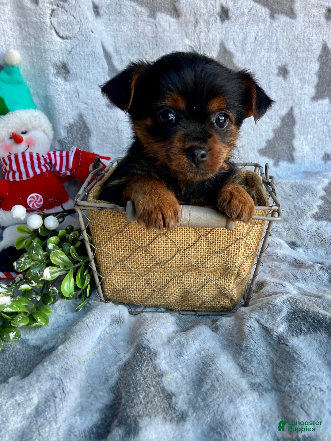 Yorkshire Terrier dogs for sale: Stella  - Ad 1