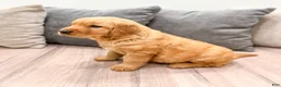 Golden Retriever dogs for sale: Hailey - Ad 5